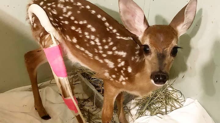 Adorable Baby Deer Sports Bright Pink Cast After Breaking Leg - Tyla