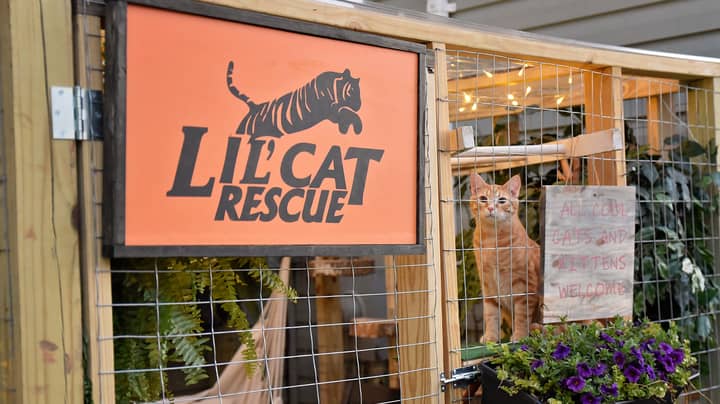 Couple Create Incredible Outdoor Area For Their Cats 