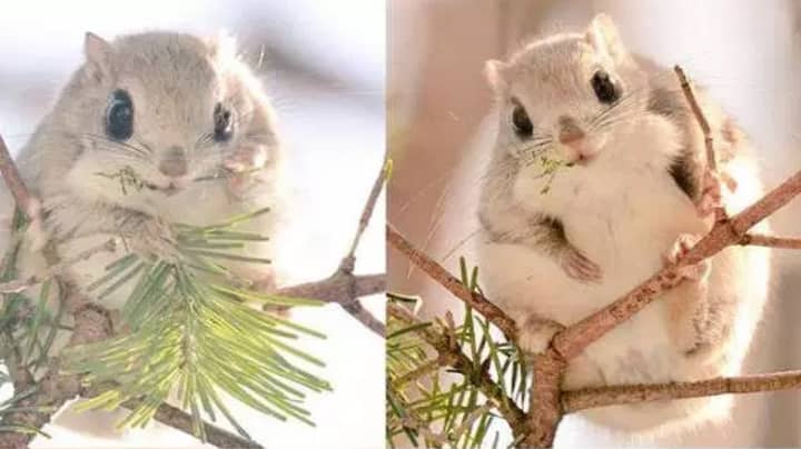These Cute Little Squirrels Can Only Be Found On An Island In Japan