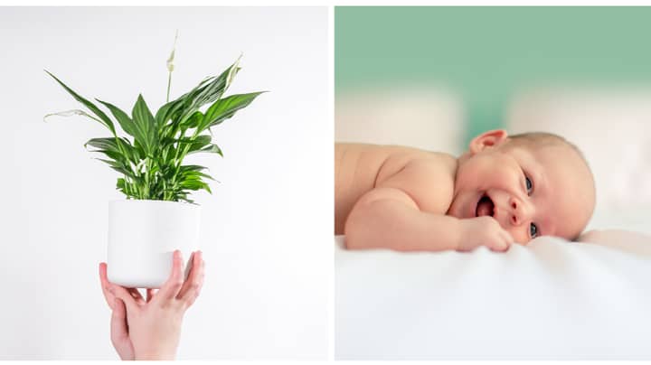 Millennials Are Naming Their Babies After Houseplants