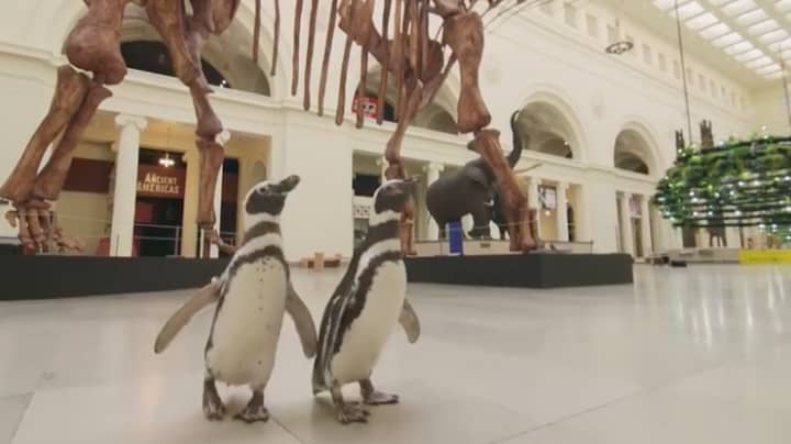 Penguin Couple Go On First Date At An Empty History Museum 