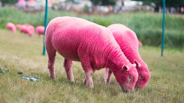 Animal Welfare Charities Criticise Latitude Festival For Dyeing Sheep Bright Pink 