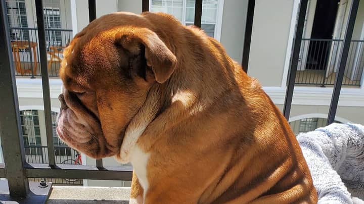 Dog Nicknamed Big Poppa Goes Viral For Being Sad During Lockdown