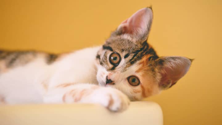 The Average Cat Owner Takes Seven Photos Of Their Pet A Day 
