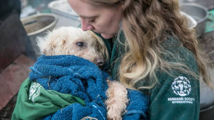 Hundreds Of Dogs Rescued Have Been From A Meat Farm In South Korea