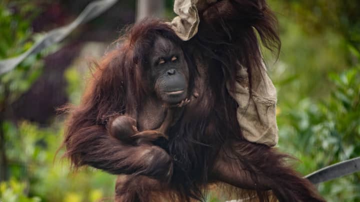 Critically Endangered Orangutan Born At Chester Zoo Providing Hope For Species