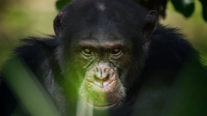 Chimp From David Attenborough's Dynasties Found Dead After Filming