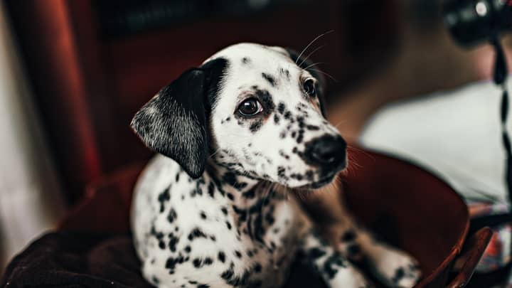 Dalmatians Are Officially the Cutest Dog Breed, According to Science