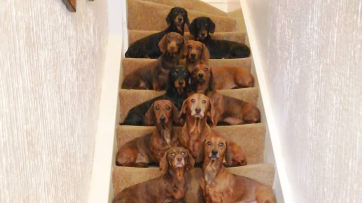 Teen Gets 16 Dachshunds To Pose For Photo After Friend Said It Was Impossible