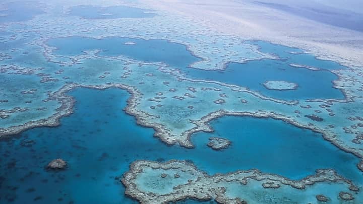 Great Barrier Reef Has Lost Half Its Corals Since 1995