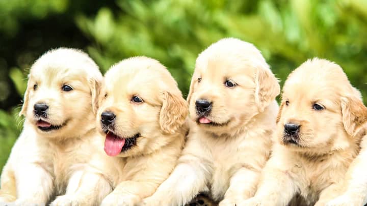 Most Popular Dog Names Of 2019 Influenced By 'Love Island' And The Royals -  Tyla