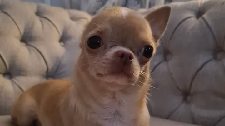 Dog Owner's Warning As Chihuahua Nearly Dies From Eating An Easter Egg