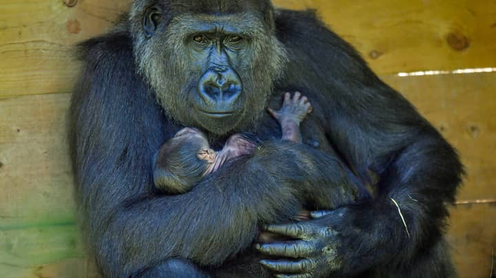 Critically Endangered Gorilla Gives Birth At Bristol Zoo