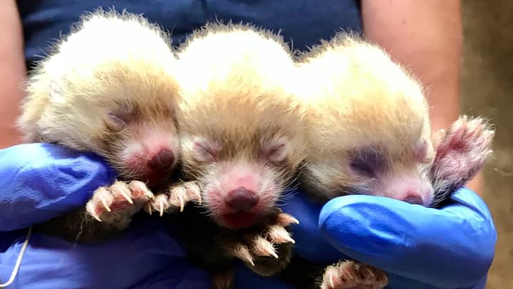 Rare Red Panda Triplets Born At A Zoo In America
