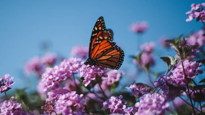 These £3.50 Plants Will Turn Your Garden Into A Butterfly Paradise