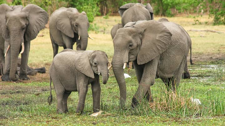 You Can Now Get Paid To Look After Elephants At Chester Zoo So Start Working On Your CV
