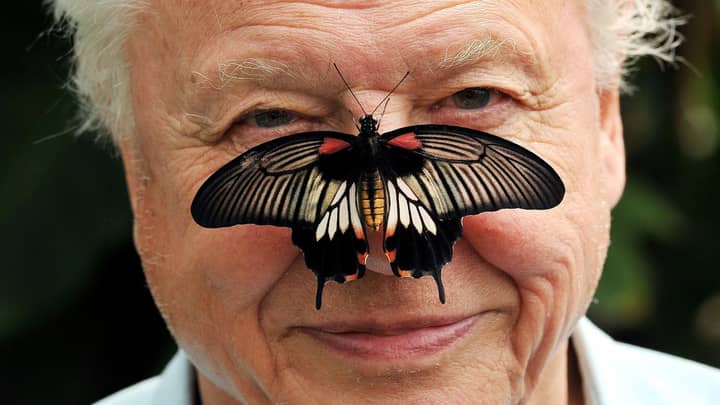 David Attenborough Is Working On Groundbreaking Documentary Exploring How Animals Use Colour