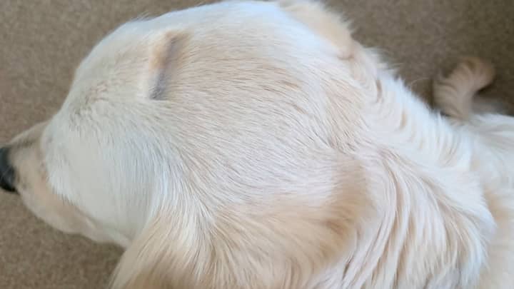 Dog Left Looking Like A Piggy Bank After Hilarious Grooming Fail