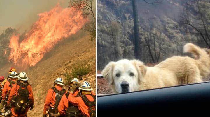 Family Who Evacuated During California Wildfires Find Pet Dog Waiting For Them On Their Return