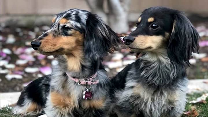 Two Inseparable Sausage Dogs Marry In Adorable Ceremony 