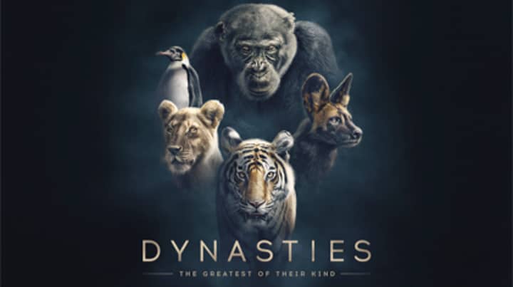 BBC Drops First Look For David Attenborough's New Series Dynasties 