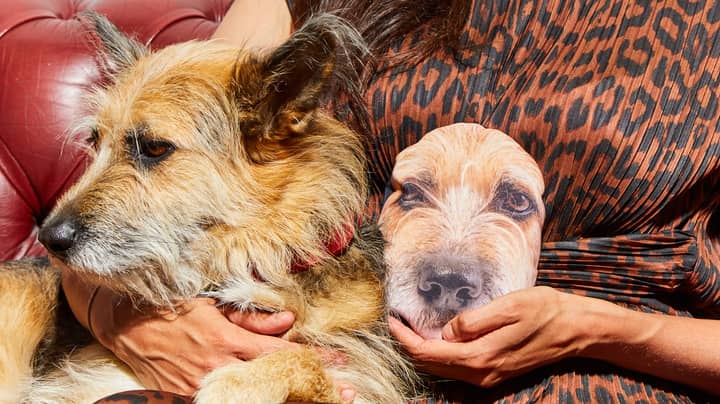 You Can Now Get Your Pet's Face Printed Onto A Microwavable Hand Warmer