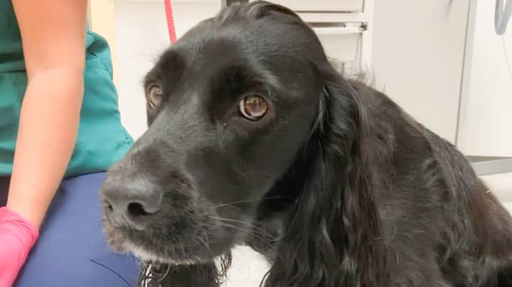 Dog Almost Dies After Swallowing A Face Mask Left In The Park