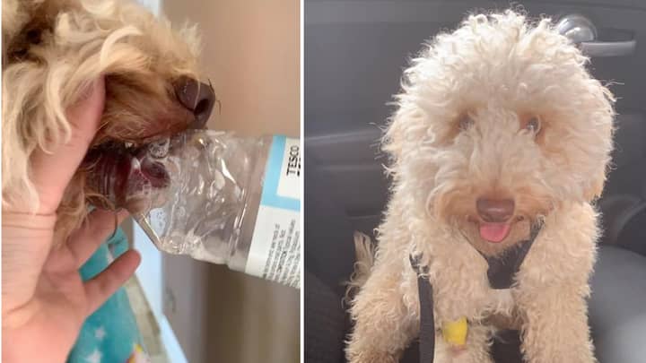 Woman Urges Pet Owners Not To Let Dogs Play With Plastic Bottles After Accident