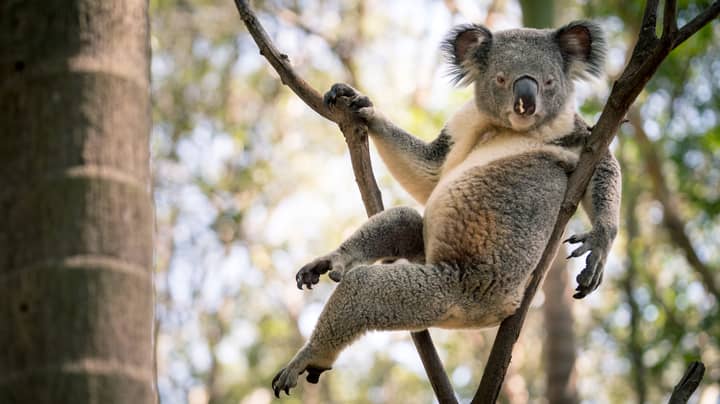 Koala Becomes Online Sensation Thanks To Sexy Laid Back Pose
