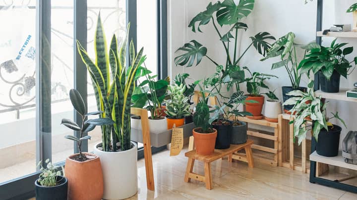 House Plants Help Relieve Stress Of Lockdown, Scientists Confirm