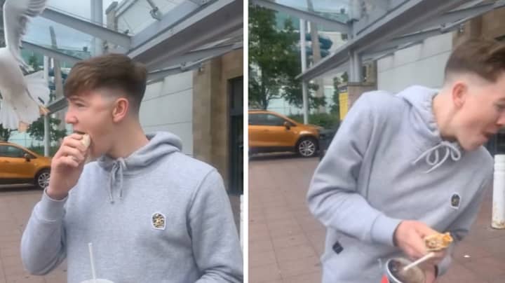 People Are Losing It Over This Seagull Stealing Food From Man's Mouth