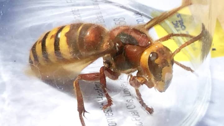 Killer Hornets Set To Invade Britain This Summer, Experts Warn