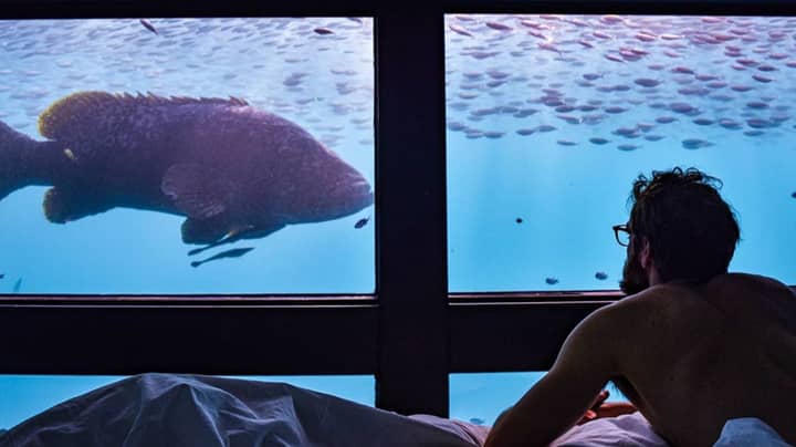 Underwater Hotel Room At Reefsuites Has Views Of The Great Barrier Reef