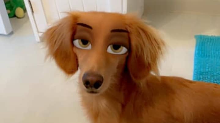 New Snapchat Filter Makes Your Dog Look Like A Disney Character