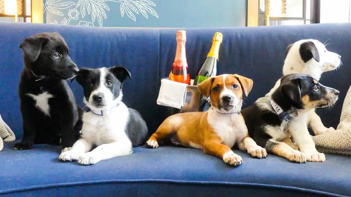 This Hotel Delivers Prosecco And Puppies To Your Door