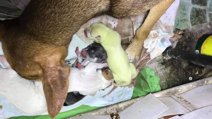 Dog Gives Birth To A Green Puppy