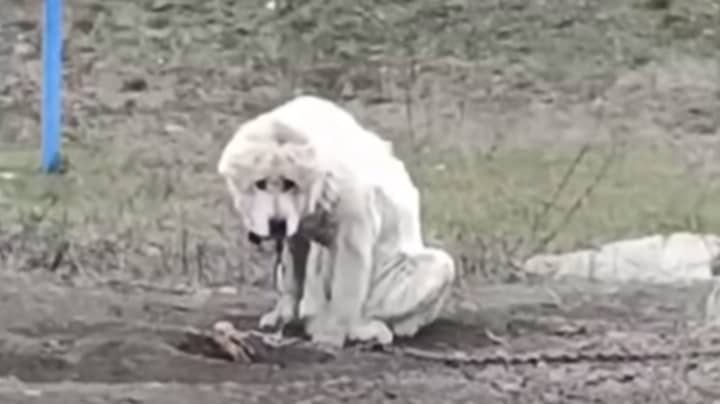 Family Abandon Dog Leaving It Chained Up Outside When They Move House
