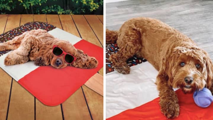 B&M Is Selling Cooling Mats For Dogs