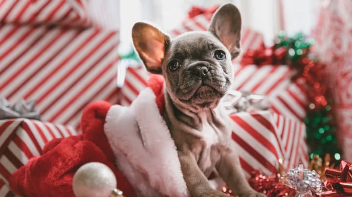Sainsbury's Announces Pop-Up Christmas Restaurant For Dogs
