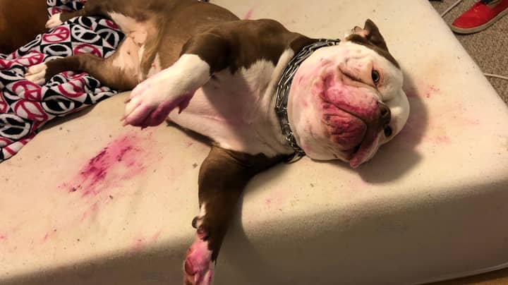 Woman Shocked As Dog Left Covered In Blood - But It Was Actually Lipstick