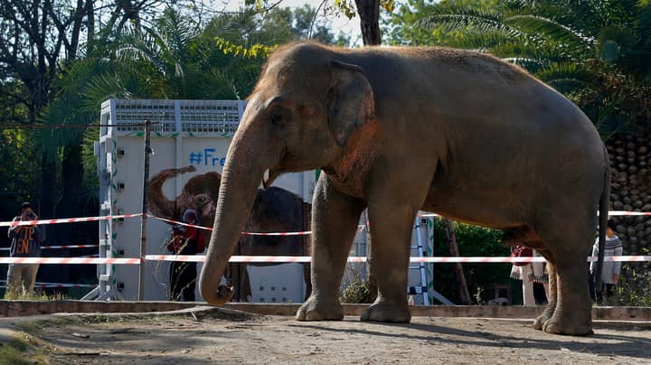 World's 'Loneliest Elephant' Makes Contact With Another Of His Species For First Time In Eight Years