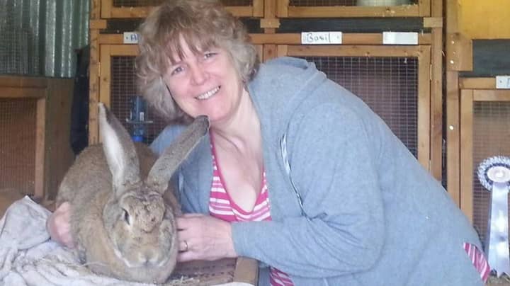 Rabbit Literally ‘Frightened to Death’ After Loud Fireworks Left It Shaking Violently