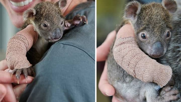Baby Koala Given Mini Arm Cast After Breaking Arm In Fall From Logging Plantation Tree