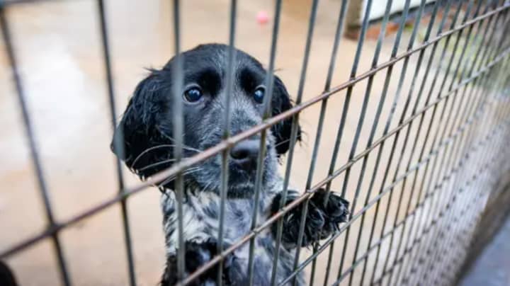 Dog Trust Calls For 'Urgent Action' As It Saves 1,500th Smuggled Puppy