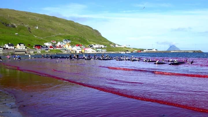 Sea Turns Red As 250 Whales And Dolphins Are Slaughtered In One Day At Faroe Islands
