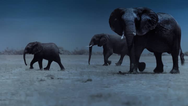 Netflix's New Nature Documentary Just Dropped And Attenborough Fans Will Love It -