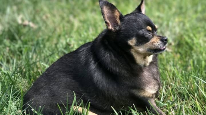 Bertha The Obese Chihuahua Lost Half Her Body Weight And Now She Looks STUNNING