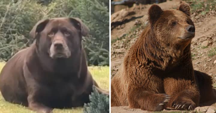 ​Fluffy Dog Is Mistaken For A Bear Due To Its Huge Ten Stone Frame 