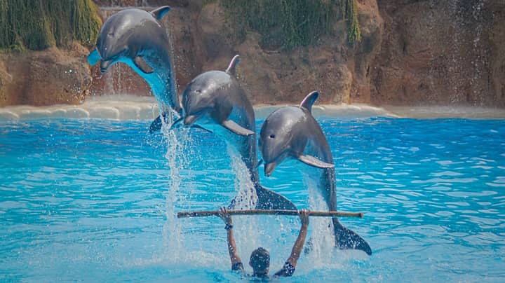 Dolphin Shows Are Banned Under New Law In Australian State New South Wales
