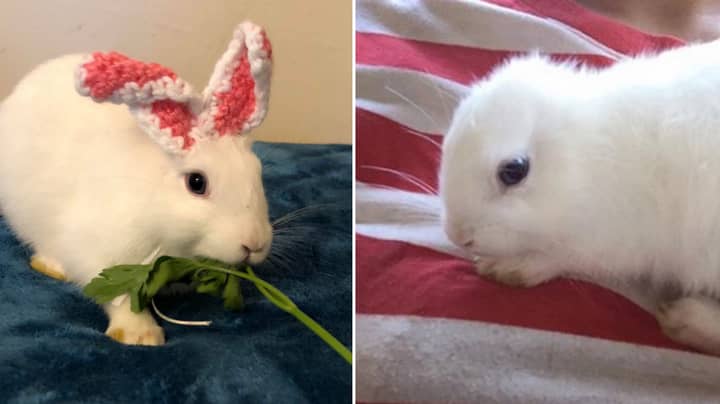 Tiny Bunny Born Without Ears Gets Adorable Knitted Replacements Tyla